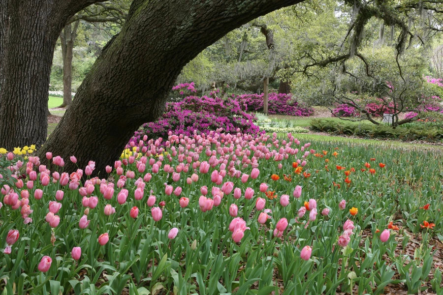 How to Layer Spring Bulbs for Continuous Colour in Your Garden