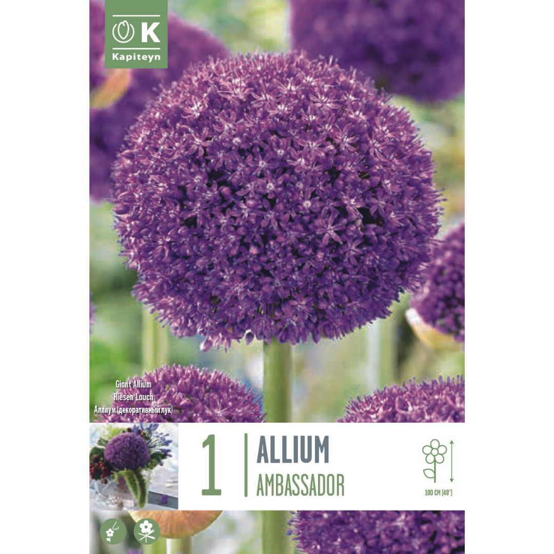 Allium Ambassador Bulb