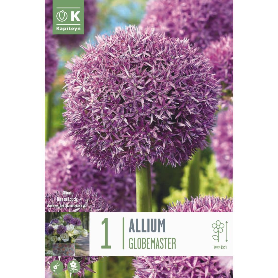 Allium Globemaster Bulb