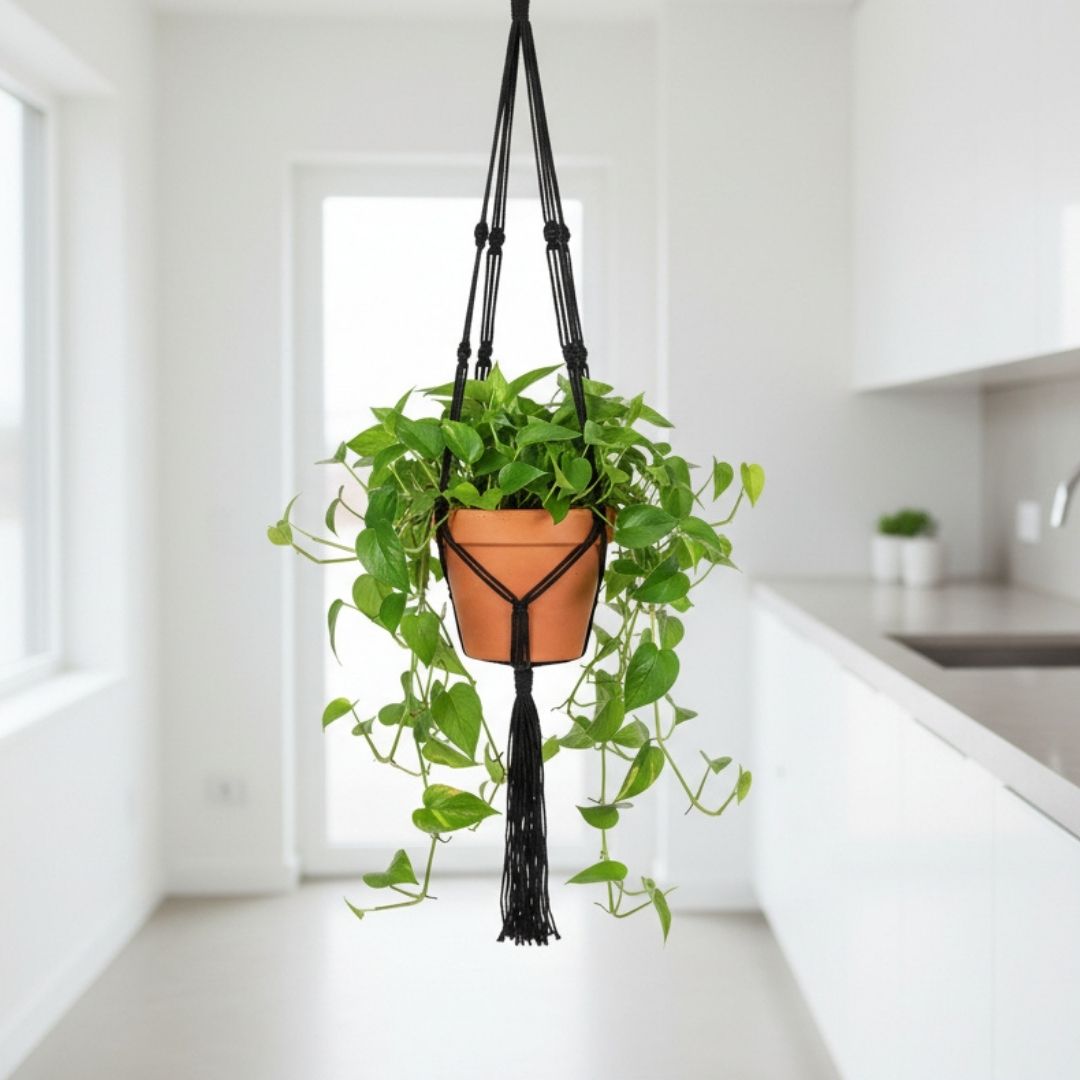 Belle Plant Hanger Black