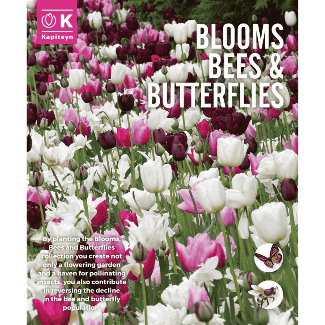 Blooms Bees & Butterflies Pink Shades Bulbs