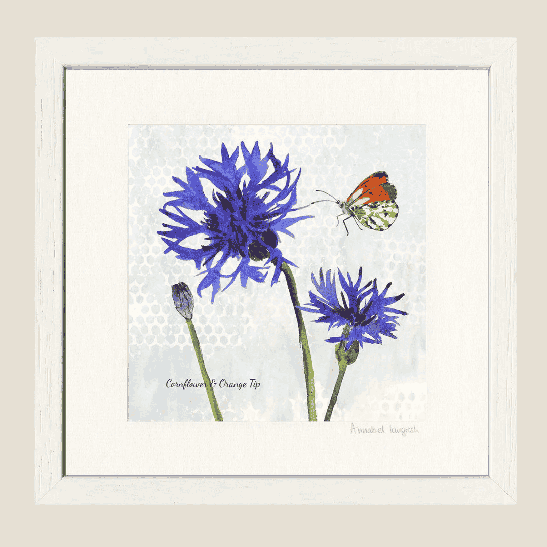 'Cornflower & Orange Tip' Print