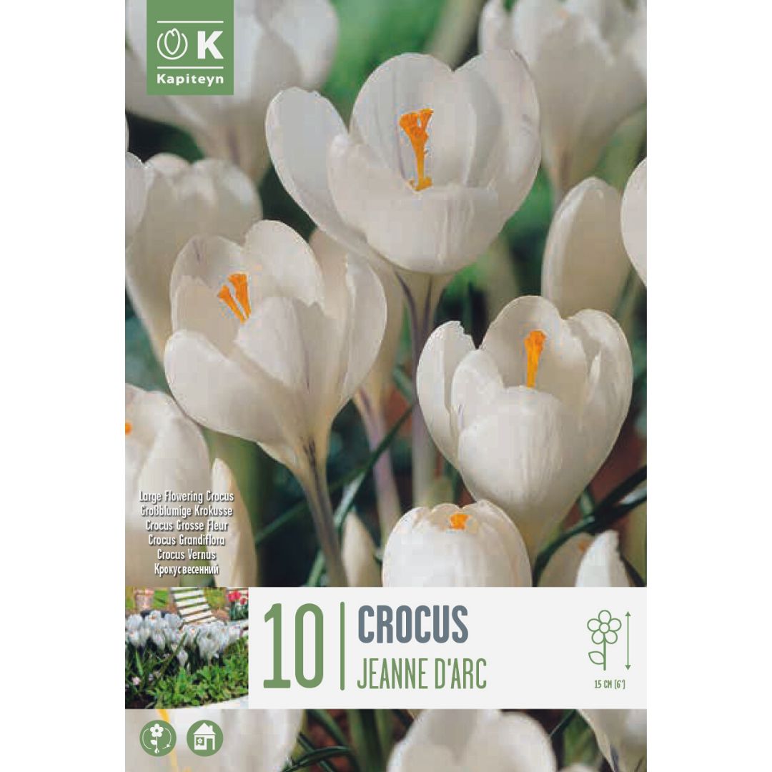 Crocus Jeanne D'Arc Bulbs