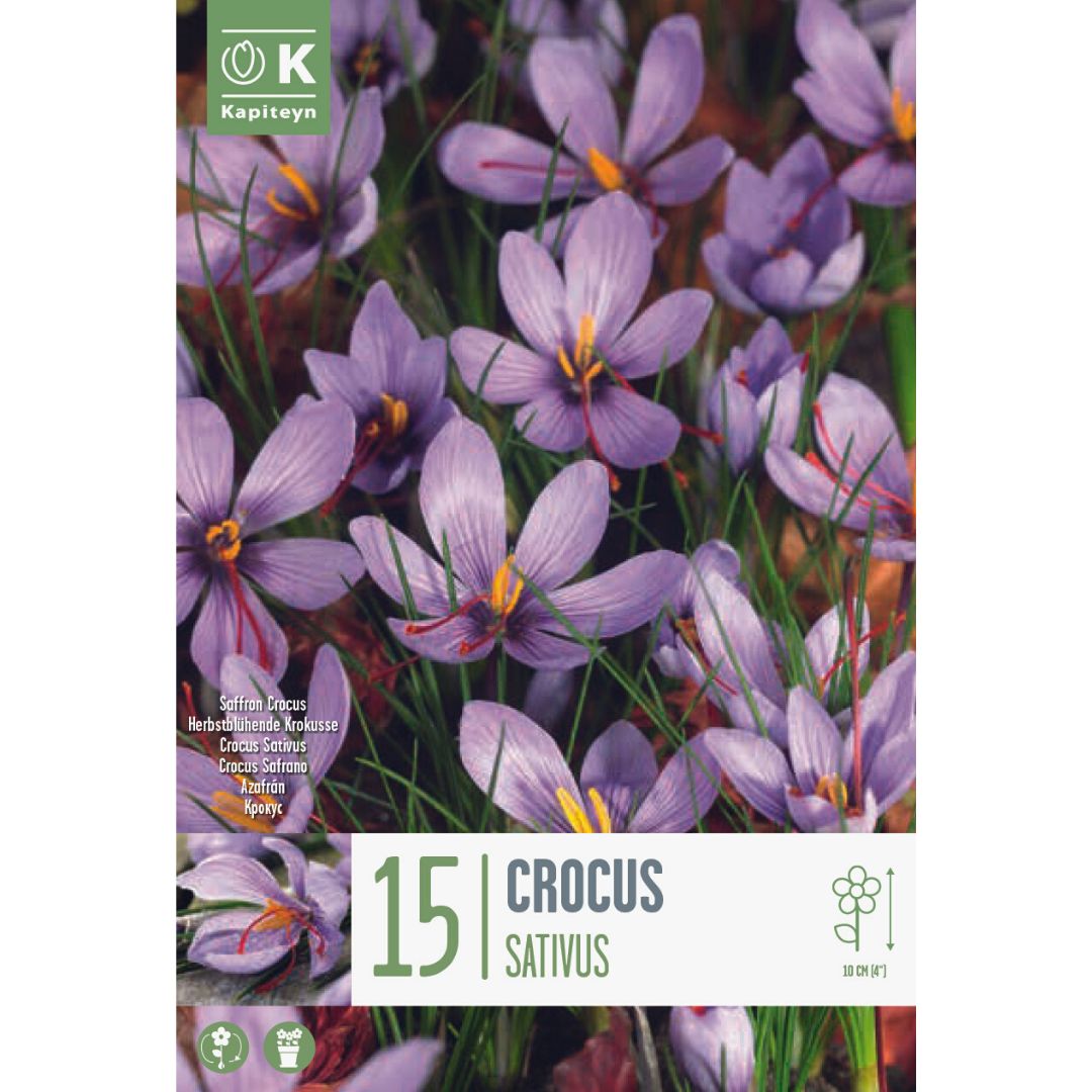 Crocus sativus Bulbs