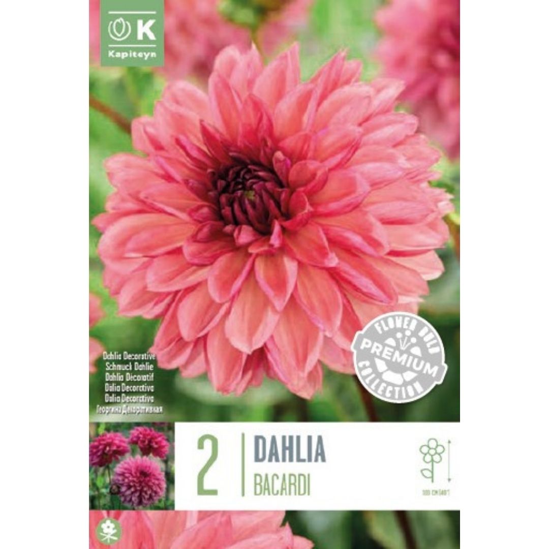 Dahlia Bacardi