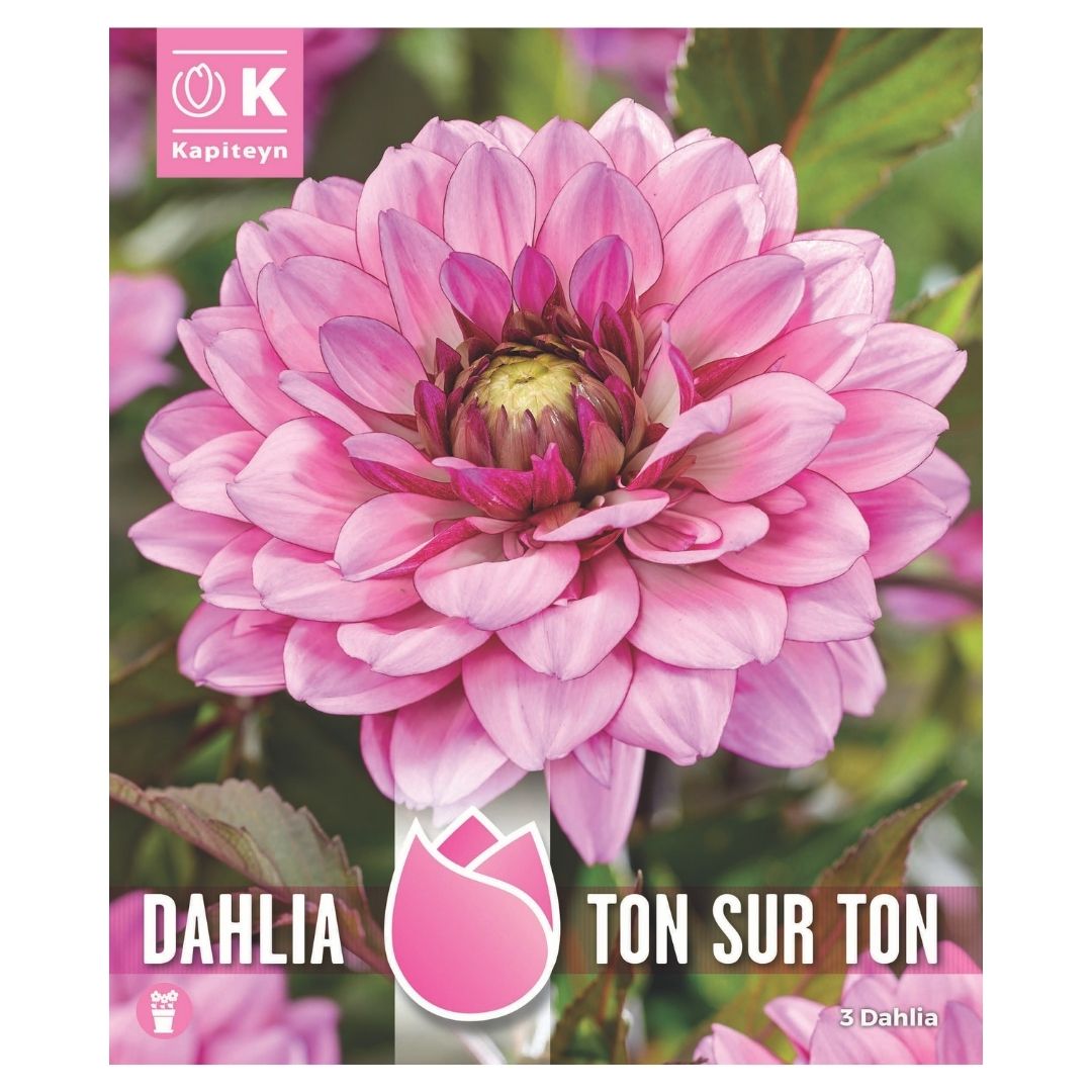 Dahlia Ton Sur Ton