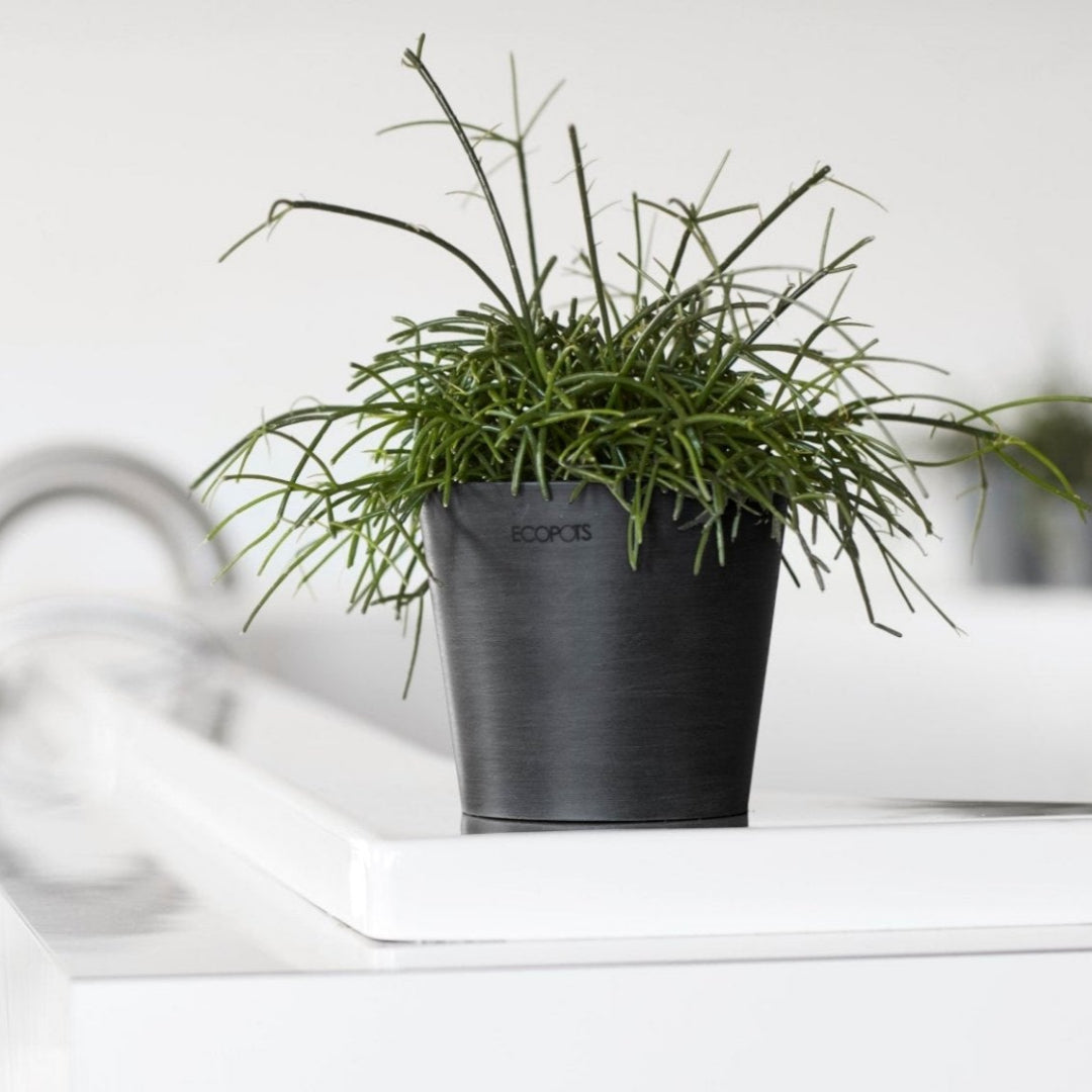 Ecopots Amsterdam Mini Pot Dark Grey