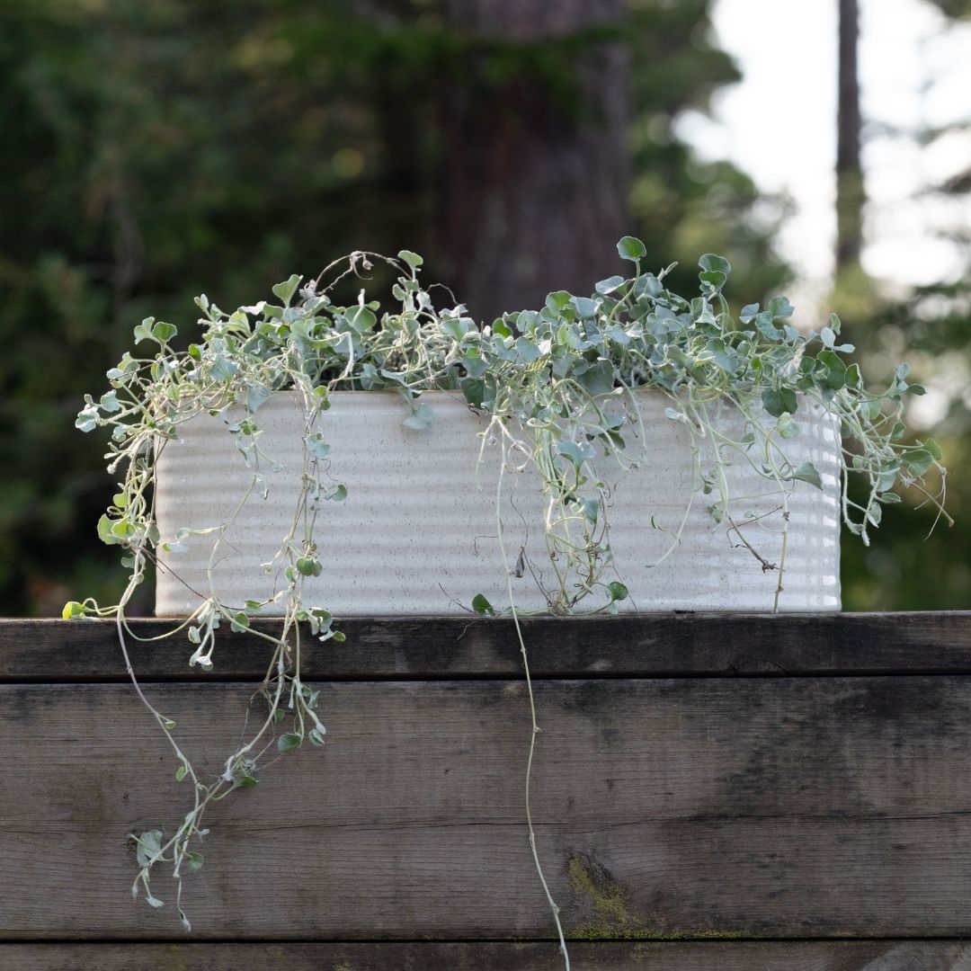 Elfrida Off White Oval Pot