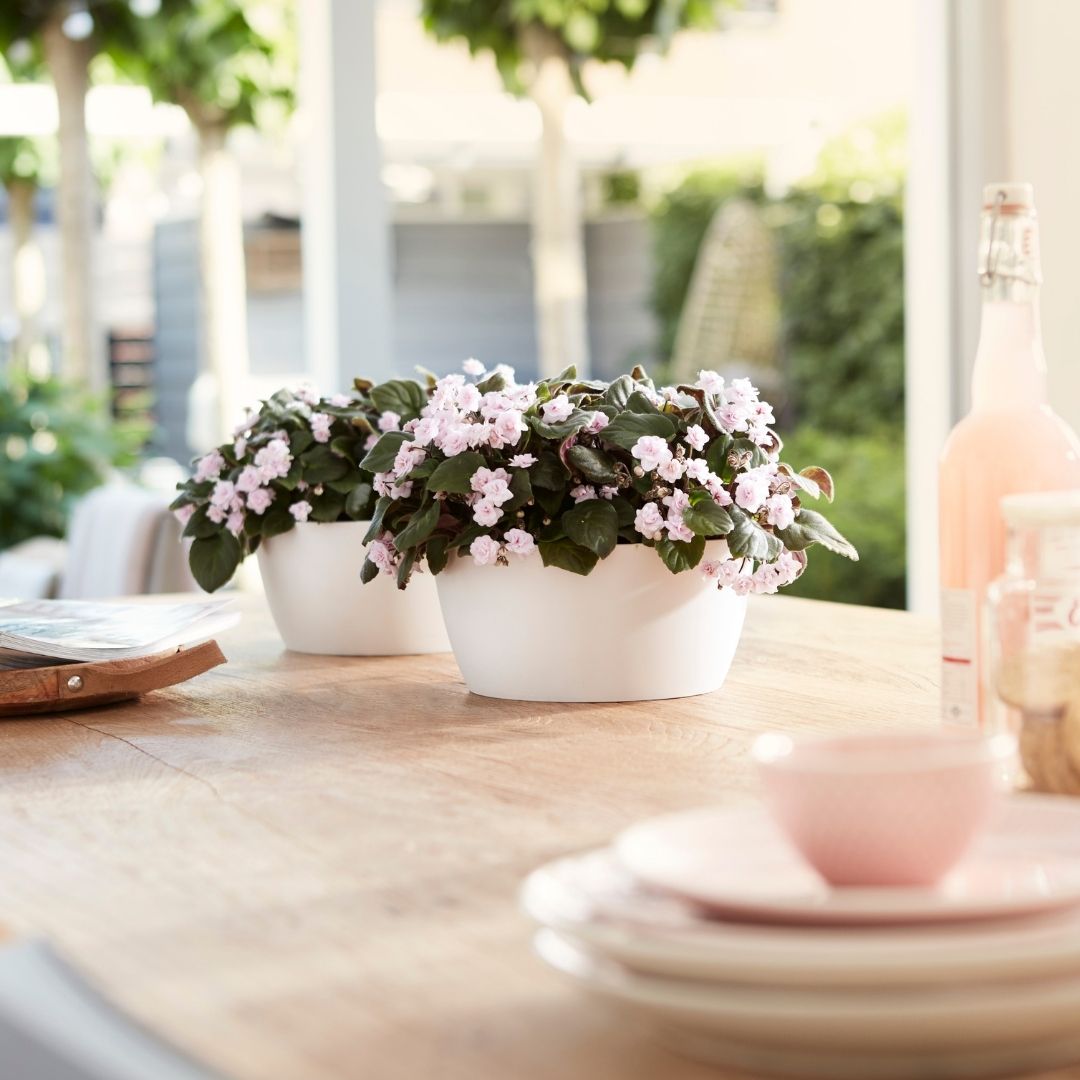 Elho Brussels Bowl White 23cm