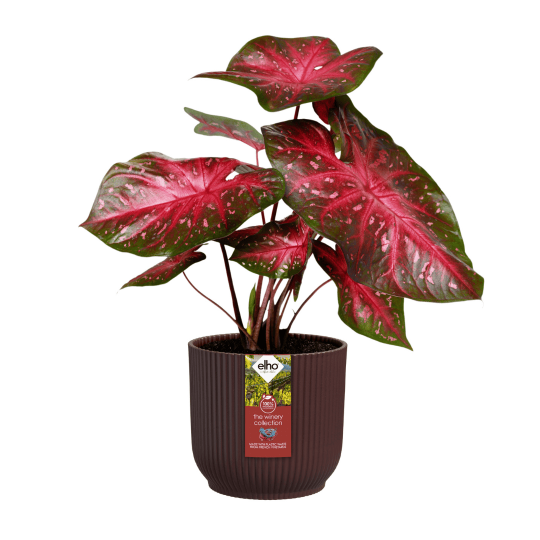 Elho Pot - Winery Collection Bordeaux Red