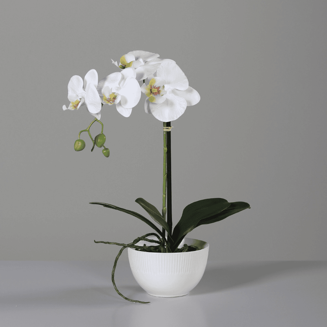 Faux White Orchid In White Bowl 40cm