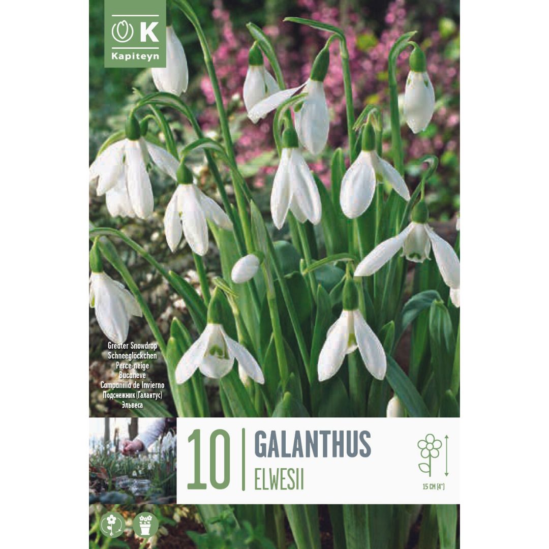 Galanthus Elwesii Bulbs