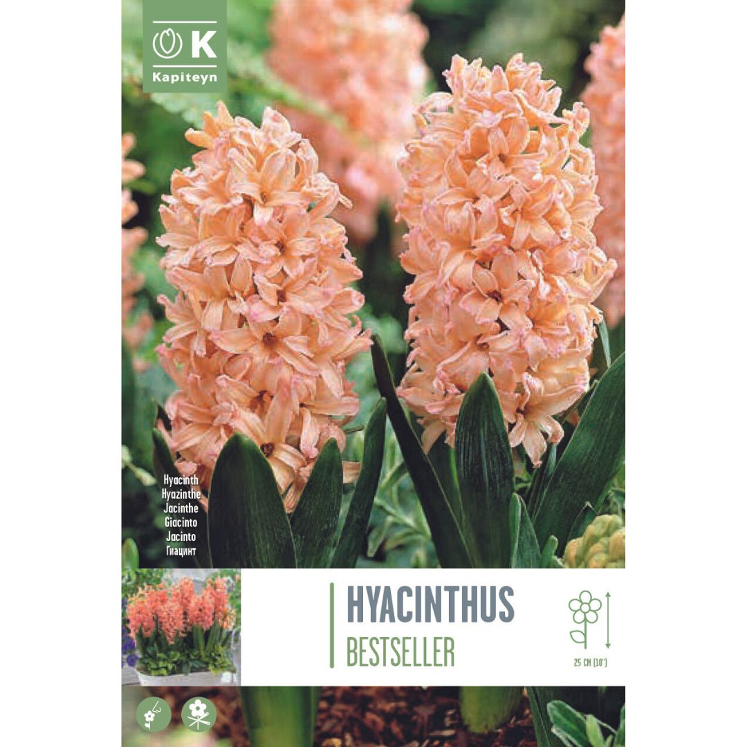 Hyacinth Bestseller Bulbs