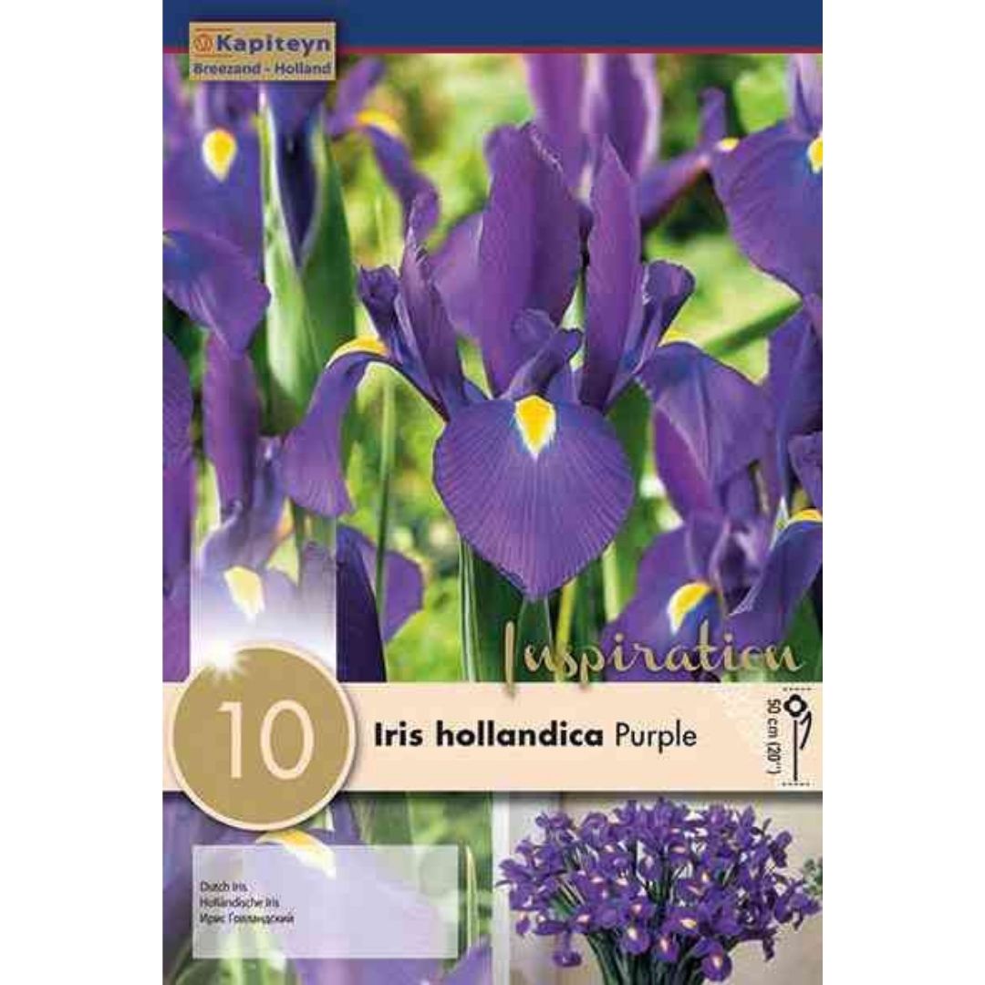 Iris hollandica Purple Bulbs