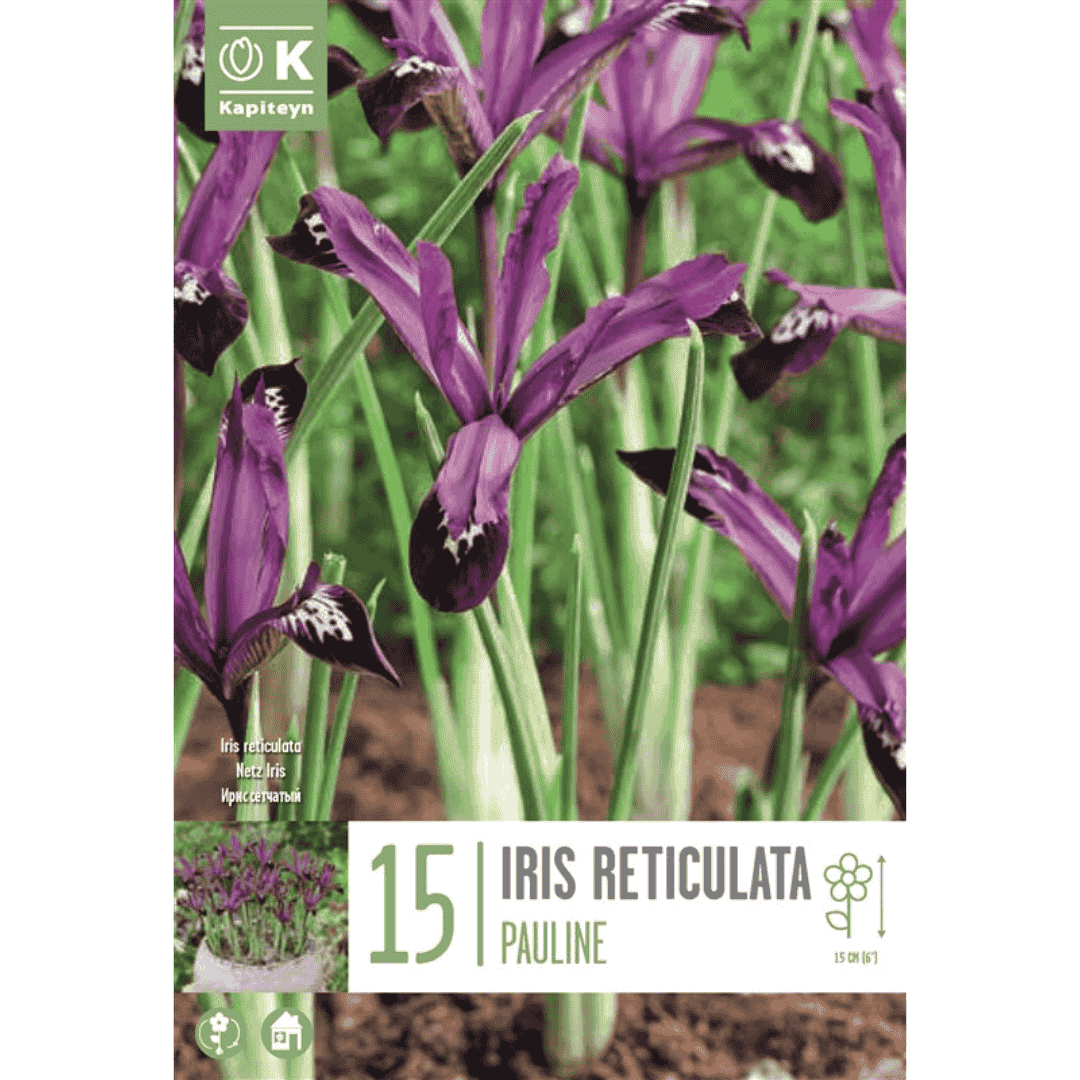 Iris reticulata Pauline