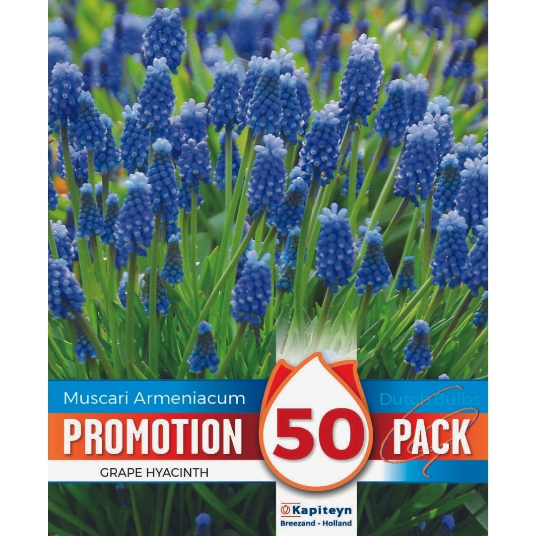 Muscari Promo Bulbs