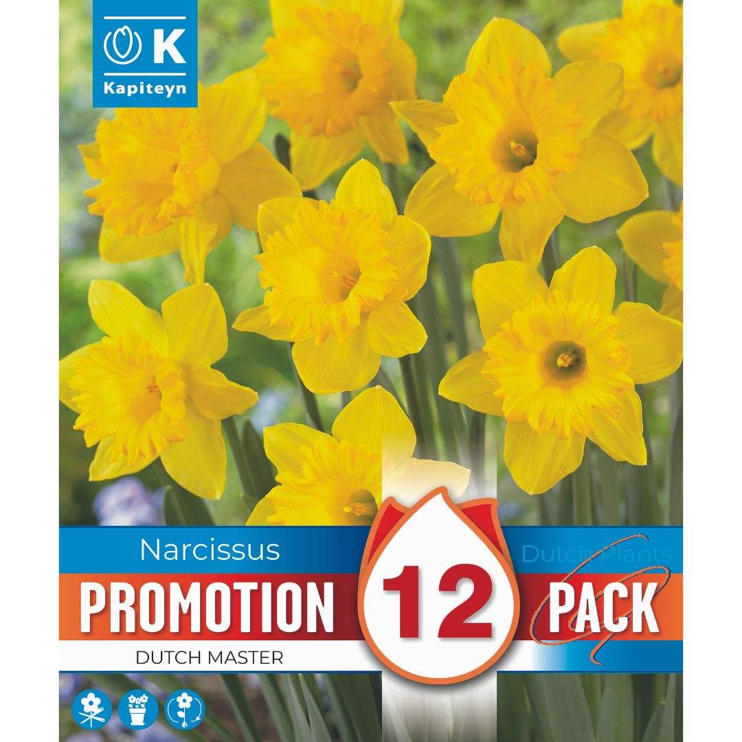 Narcissus Dutch Master Promo Bulbs