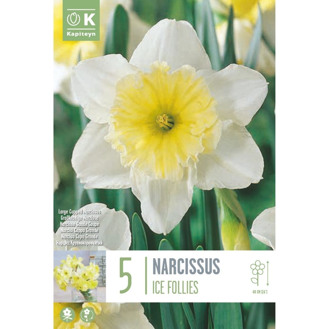 Narcissus Ice Follies Bulbs