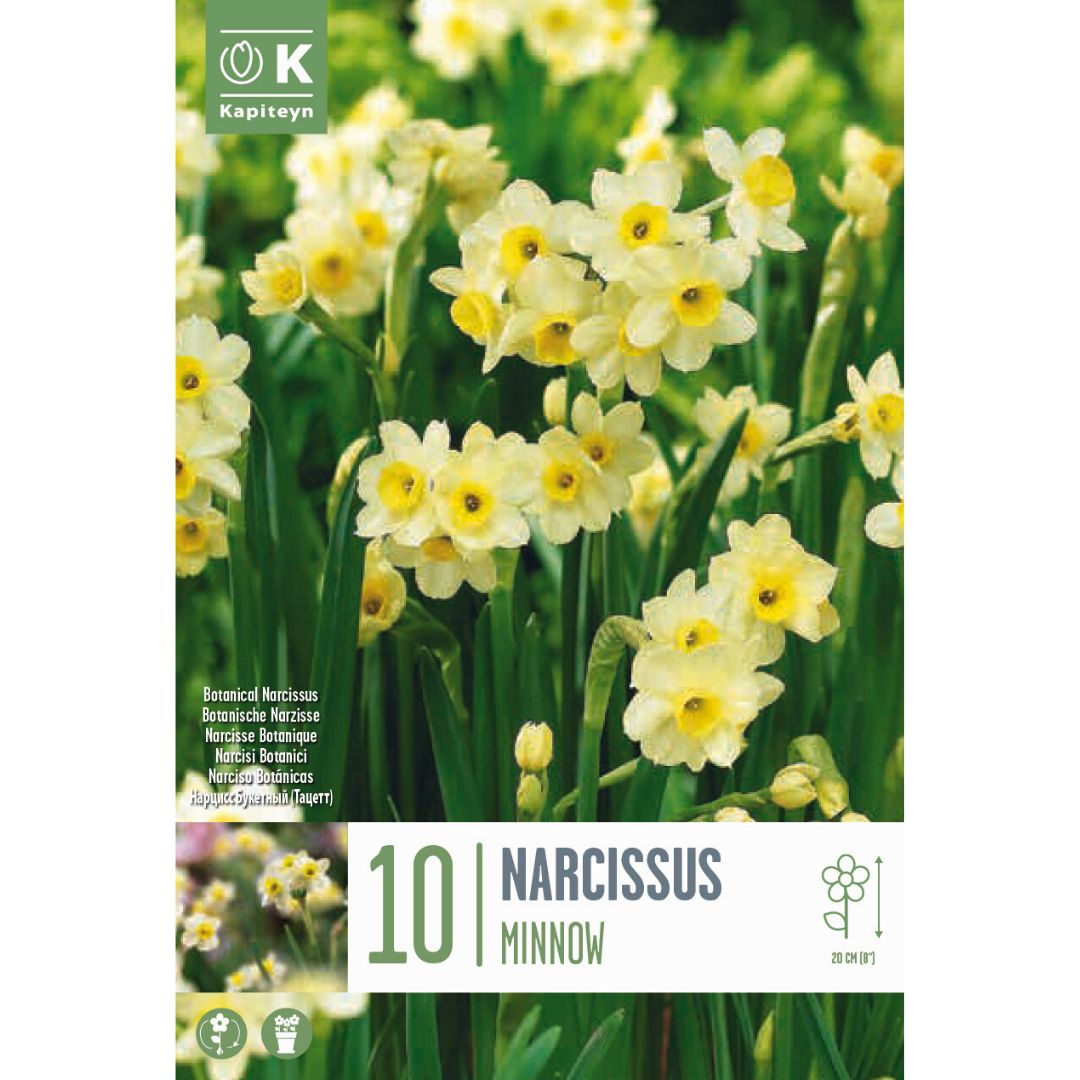 Narcissus Minnow Bulbs
