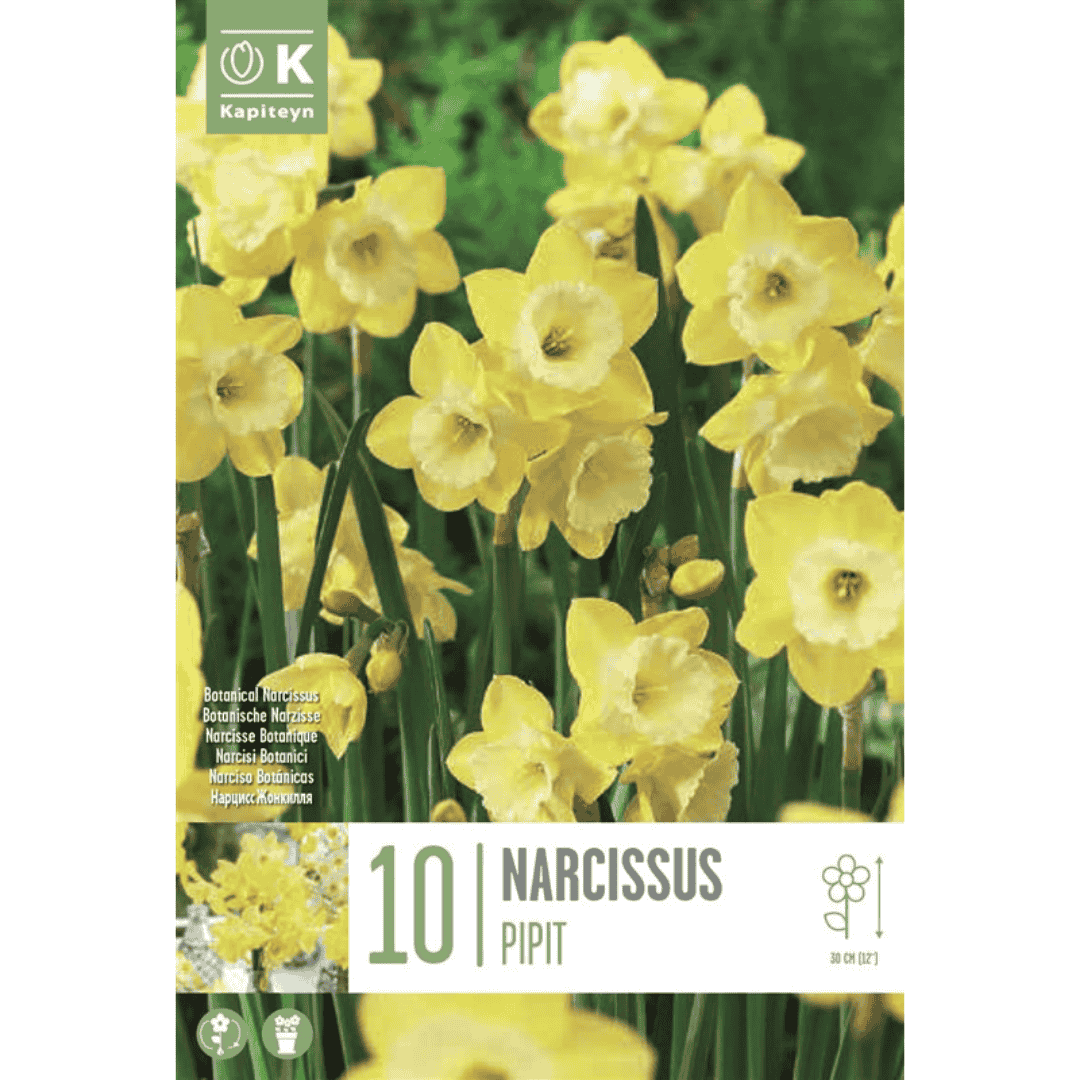 Narcissus Pipit Bulbs