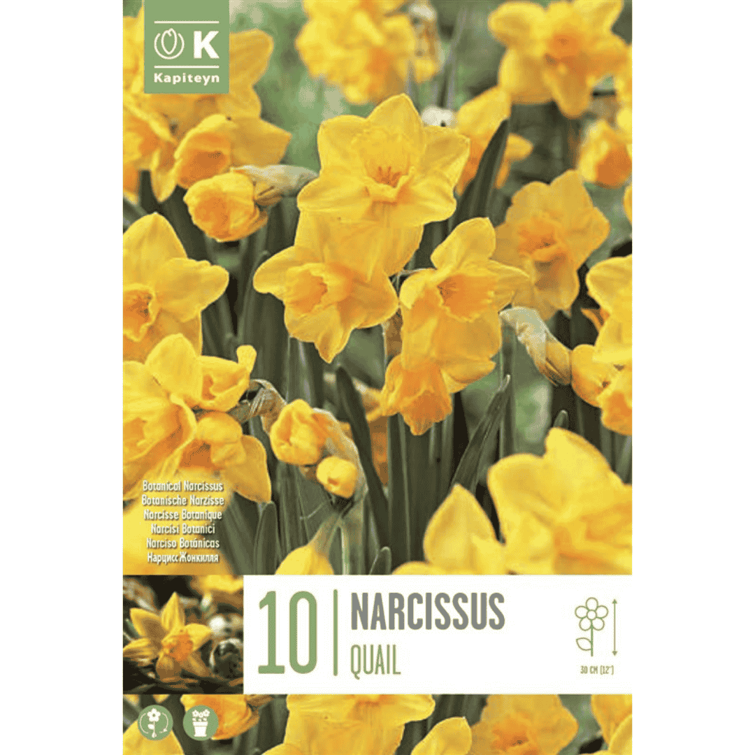 Narcissus Quail Bulbs