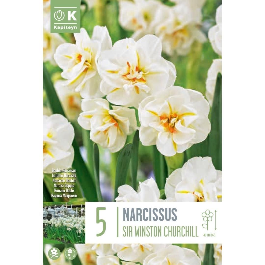 Narcissus Sir Winston Churchill Bulbs