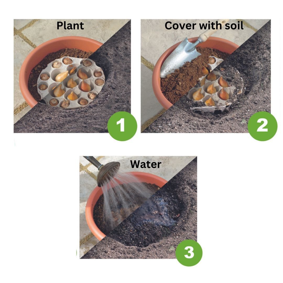 Ready To Plant Tray Tulips & Anemone