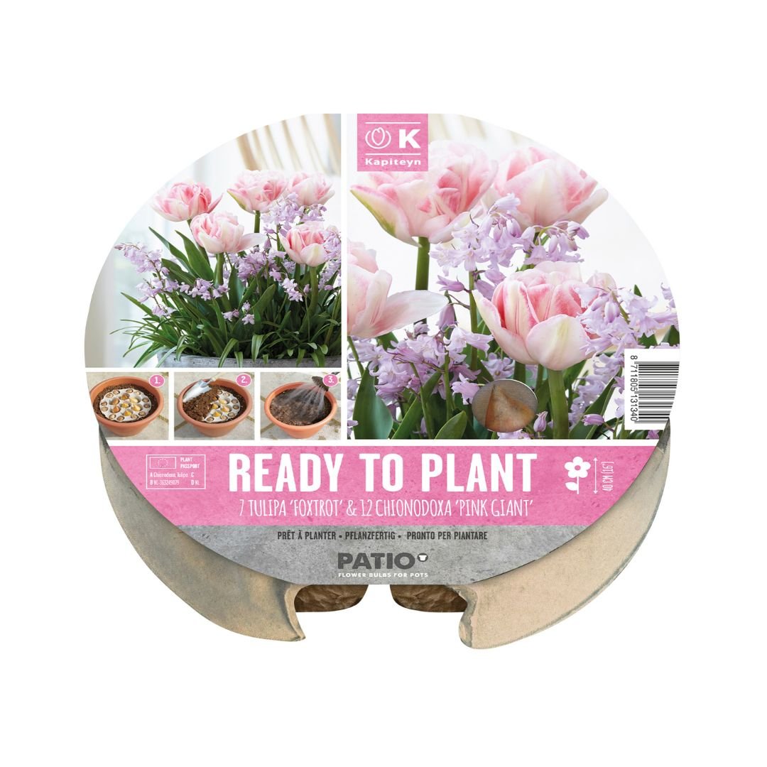 Ready To Plant Tray Tulips & Chionodoxa