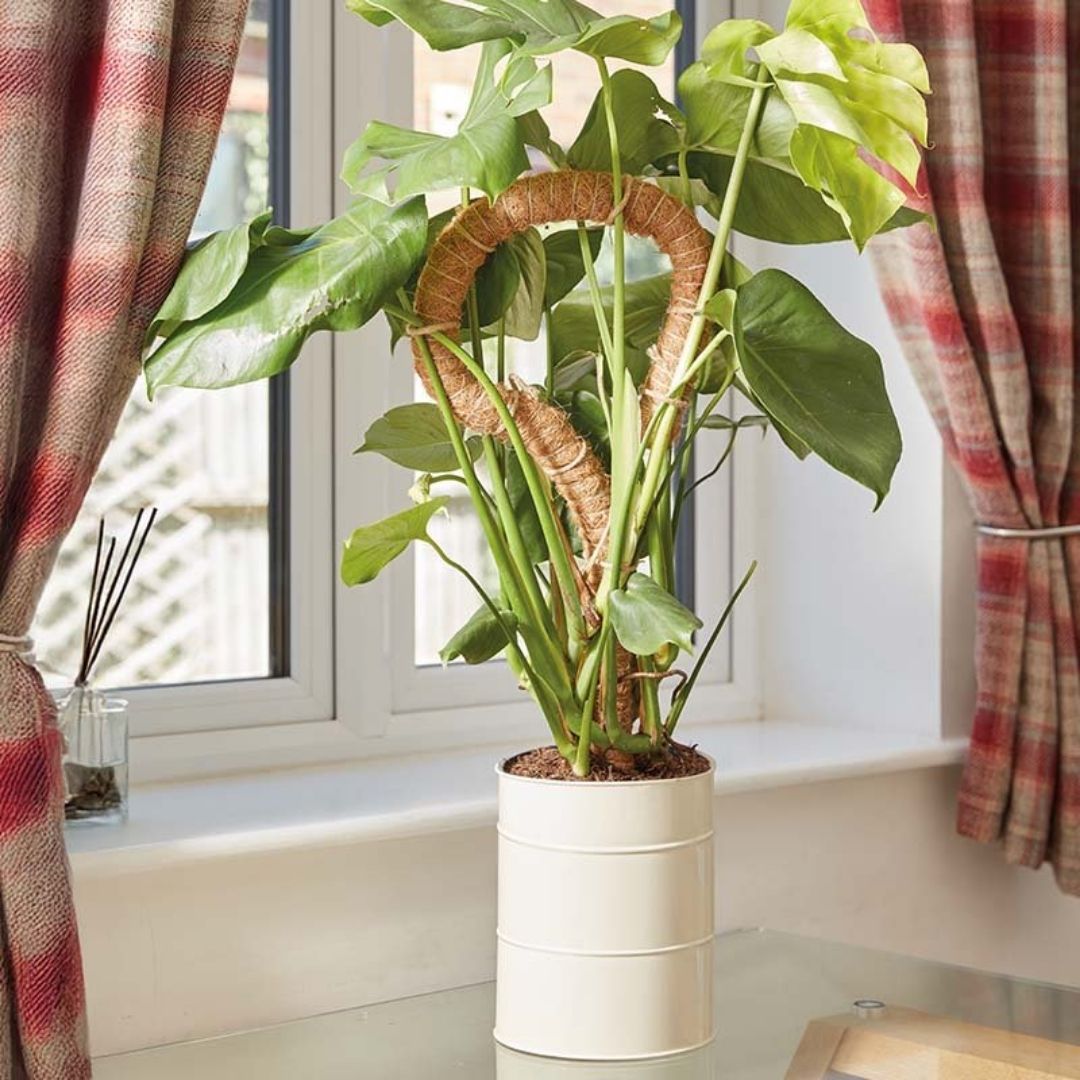 Flexi-Coco Plant Support