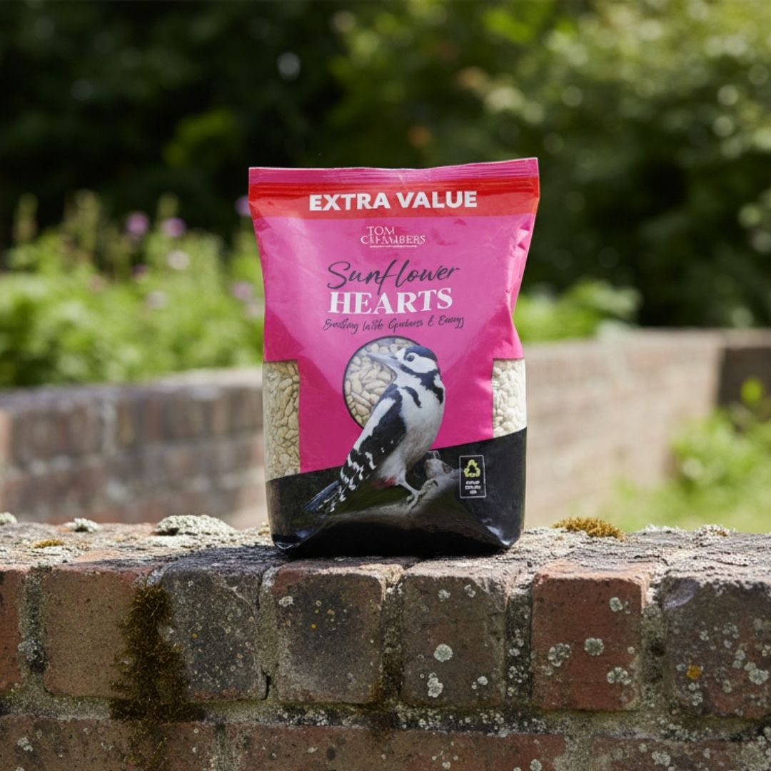 Tom Chambers Sunflower Hearts