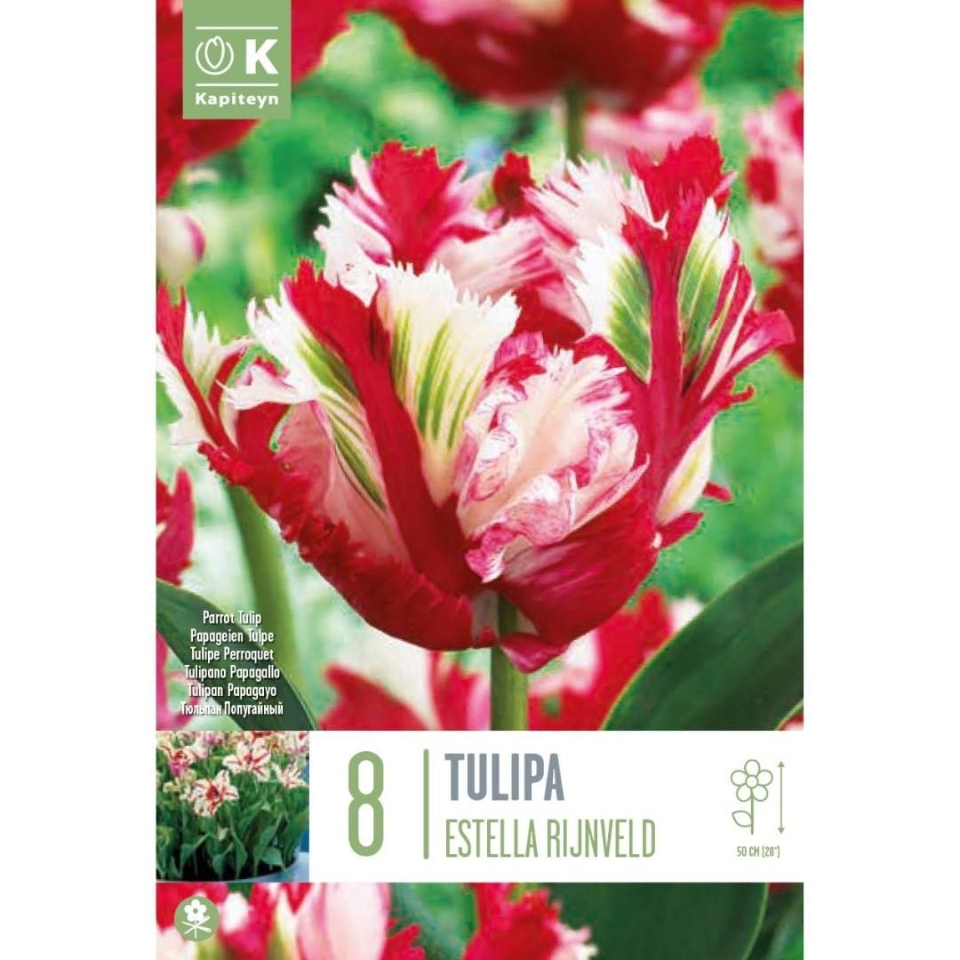 Tulip Estella Rijnveld Bulbs