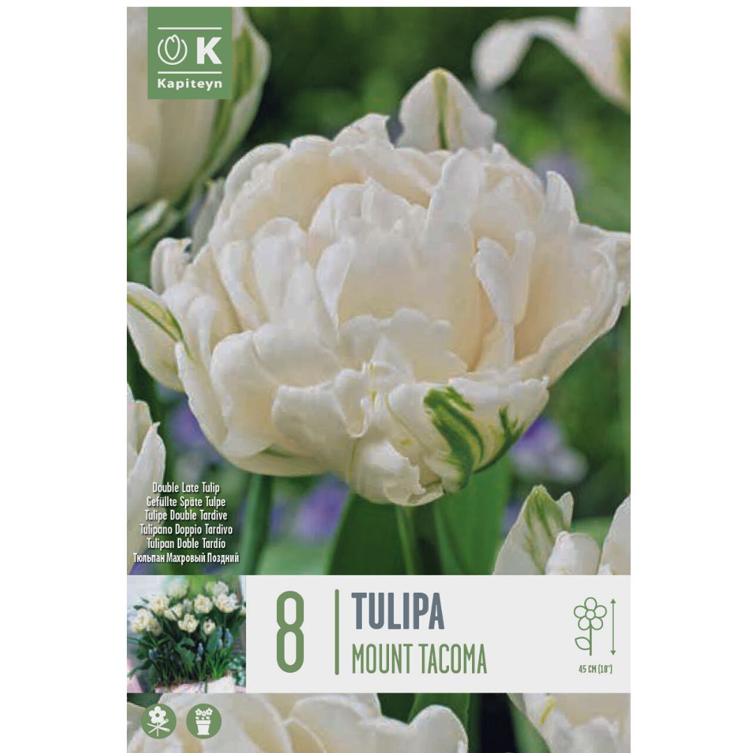 Tulip Mount Tacoma Bulbs