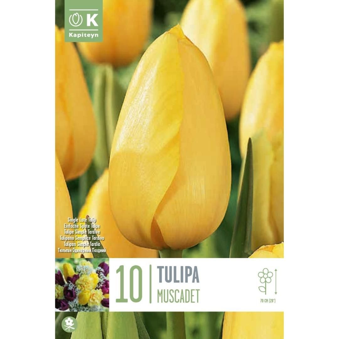 Tulip Muscadet Bulbs