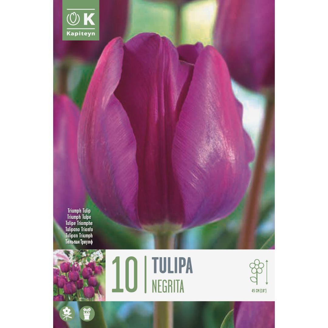 Tulip Negrita Bulbs