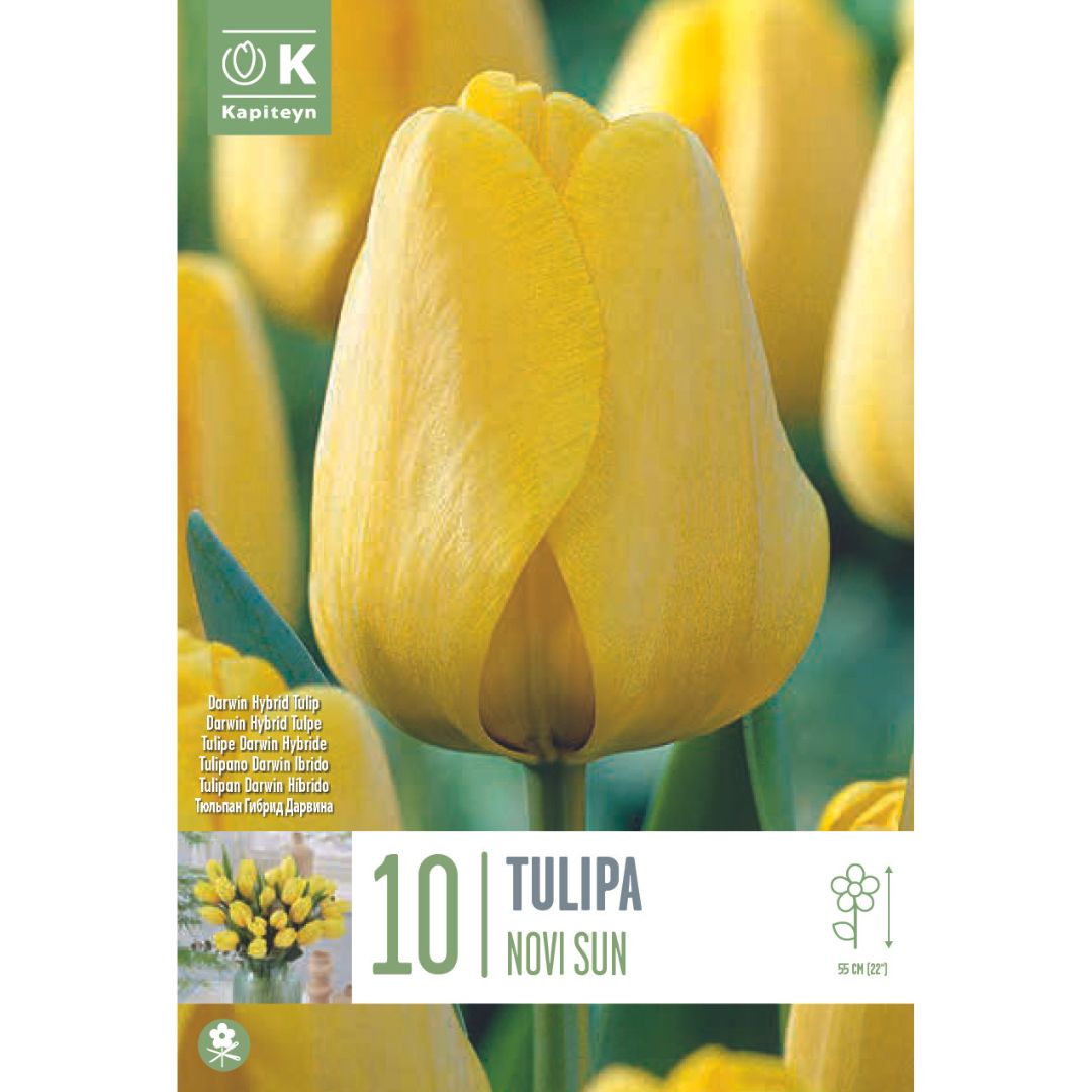 Tulip Novi Sun Bulbs