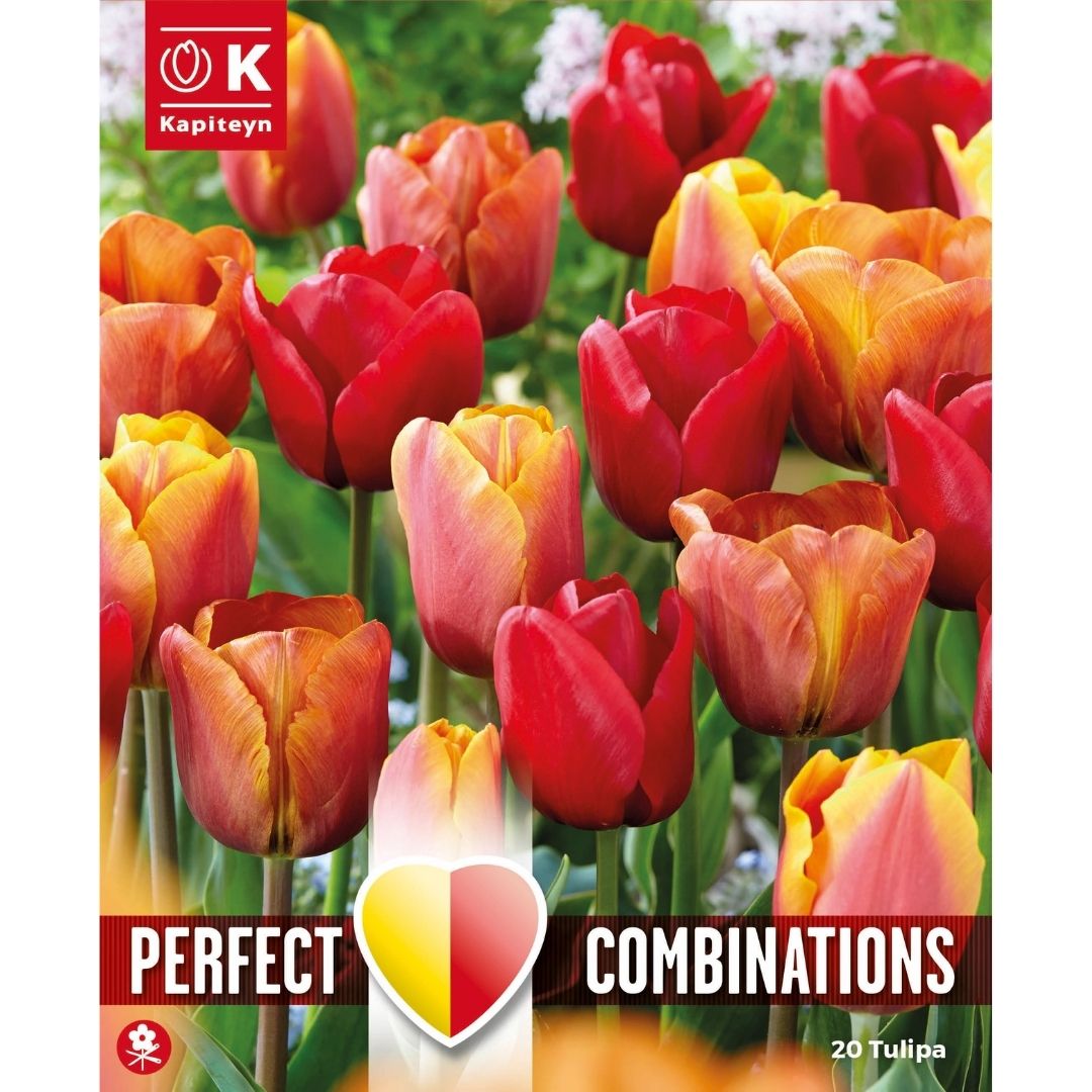 Tulip Red, Orange & Yellow Bulbs