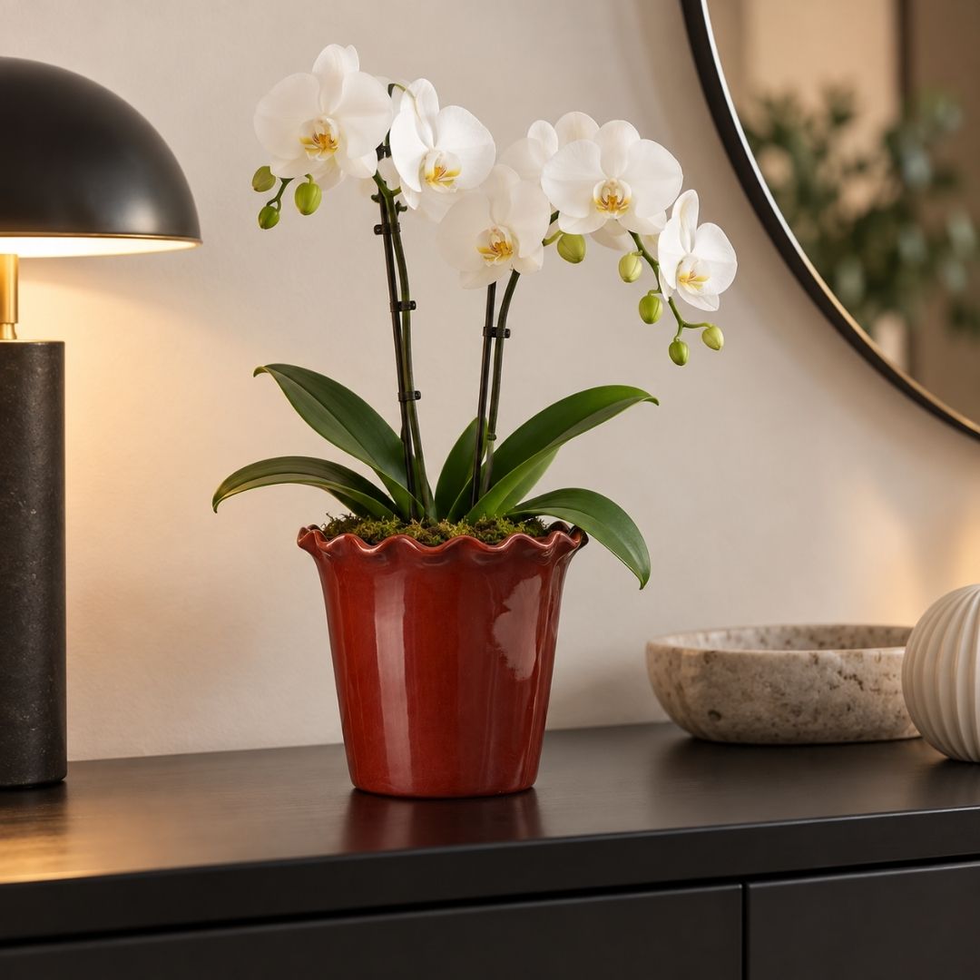 Vanda Indoor Pot Red