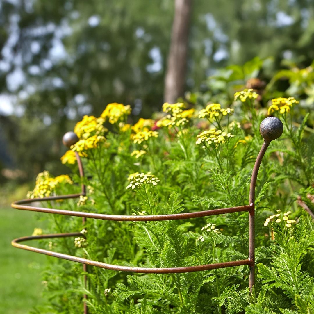 Tom Chambers Plant Support Vestige Border