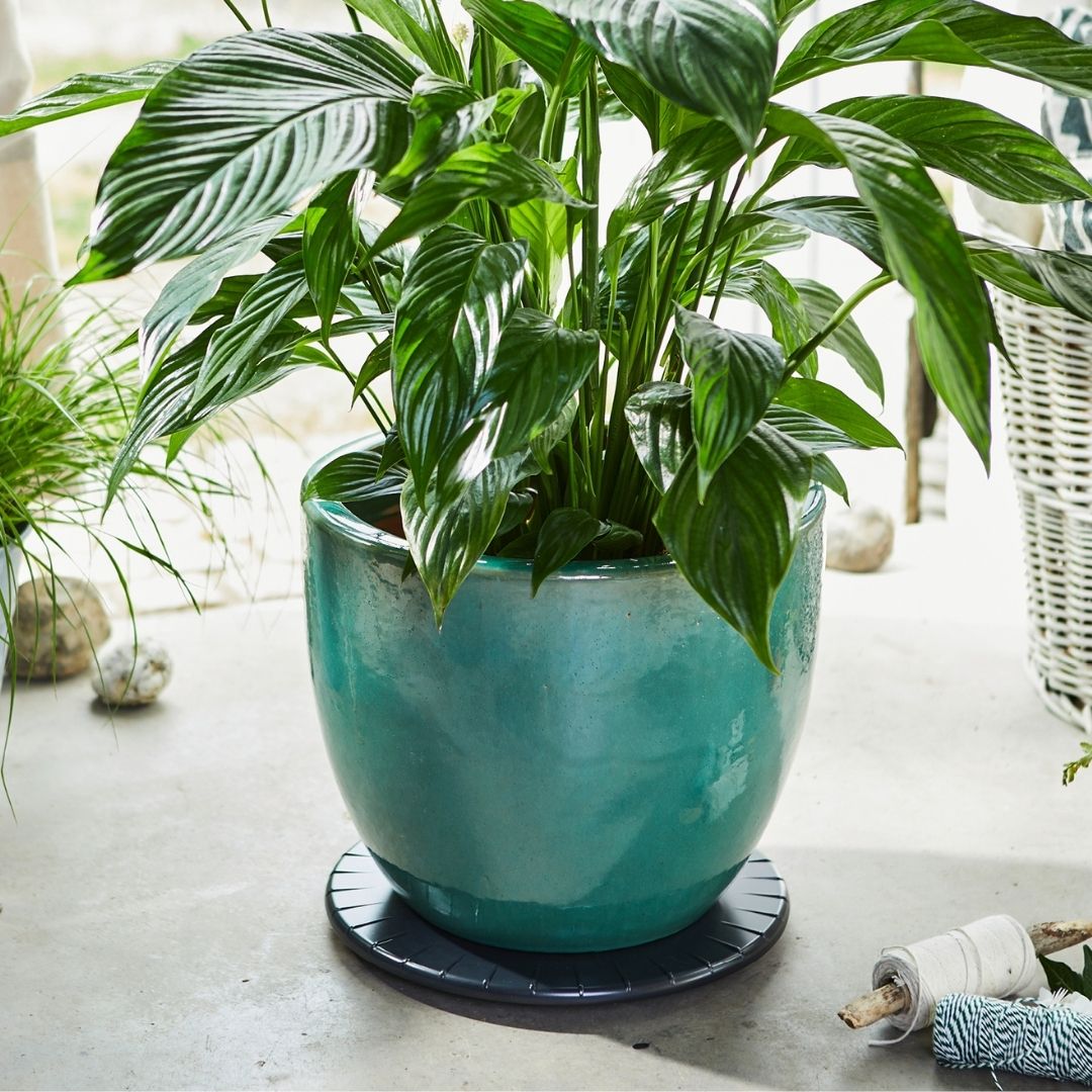 Plant Trolley Indoor Round Ultra Flat - Black