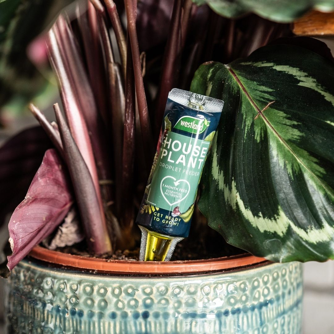 Westland Houseplant Droplet Feeder