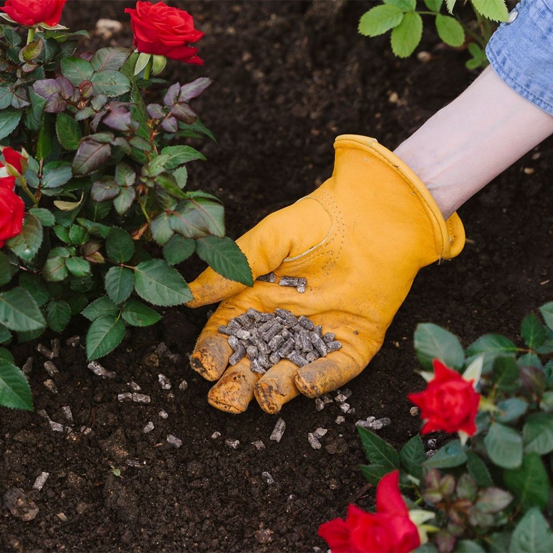 Westland Rose Plant Food - 1kg