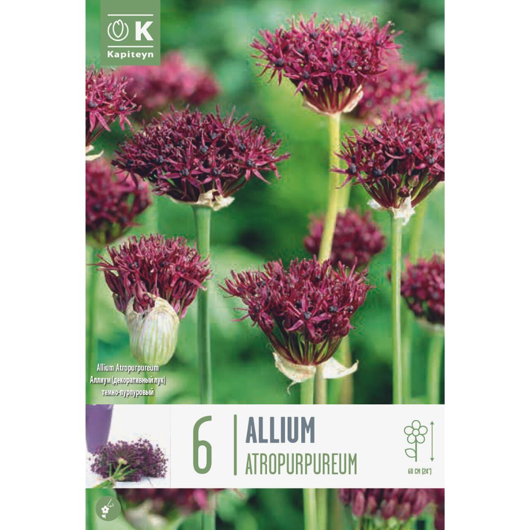 Allium Atropurpureum Bulbs
