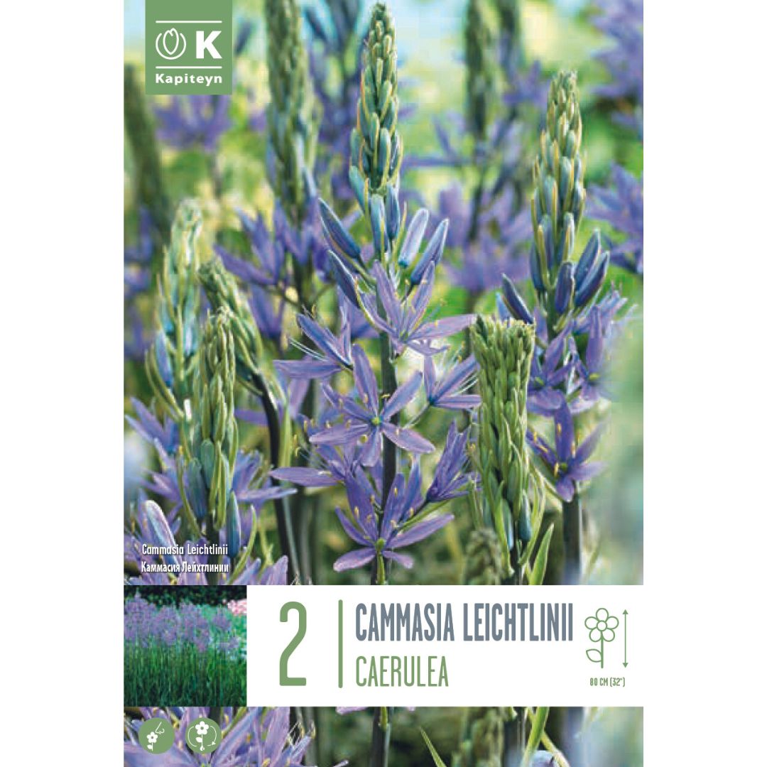 Cammasia Leichtlinii Caerulea Bulbs