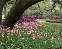 How to Layer Spring Bulbs for Continuous Colour in Your Garden
