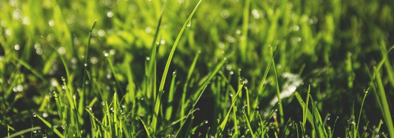 Top Tips for Lawncare - The Garden House