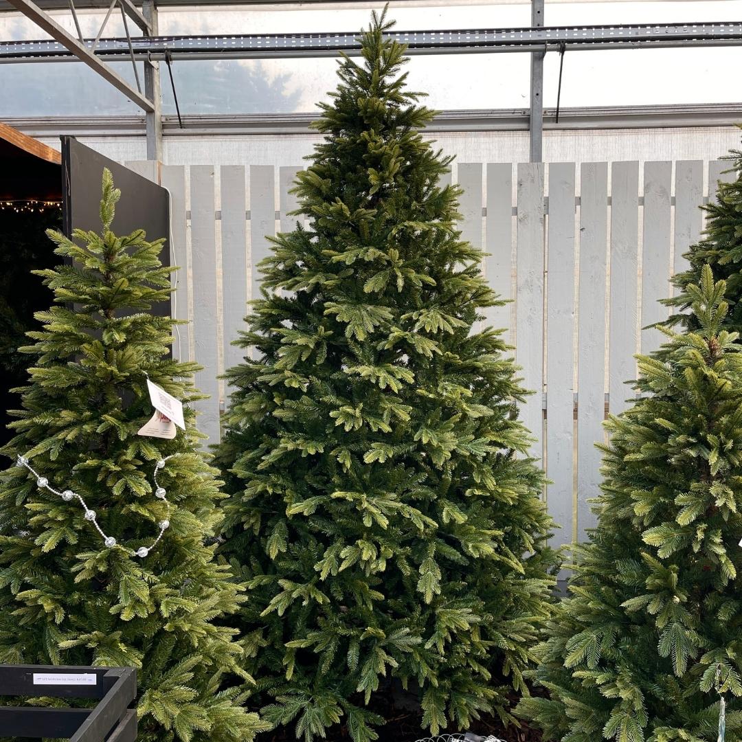 10ft Grand Parque Artificial Christmas Tree