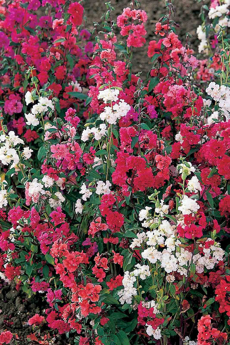 Clarkia Double Mix