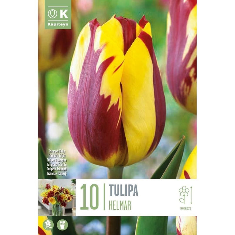 Tulip Helmar Bulbs