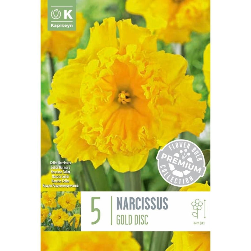 Narcissus Gold Disc Bulbs