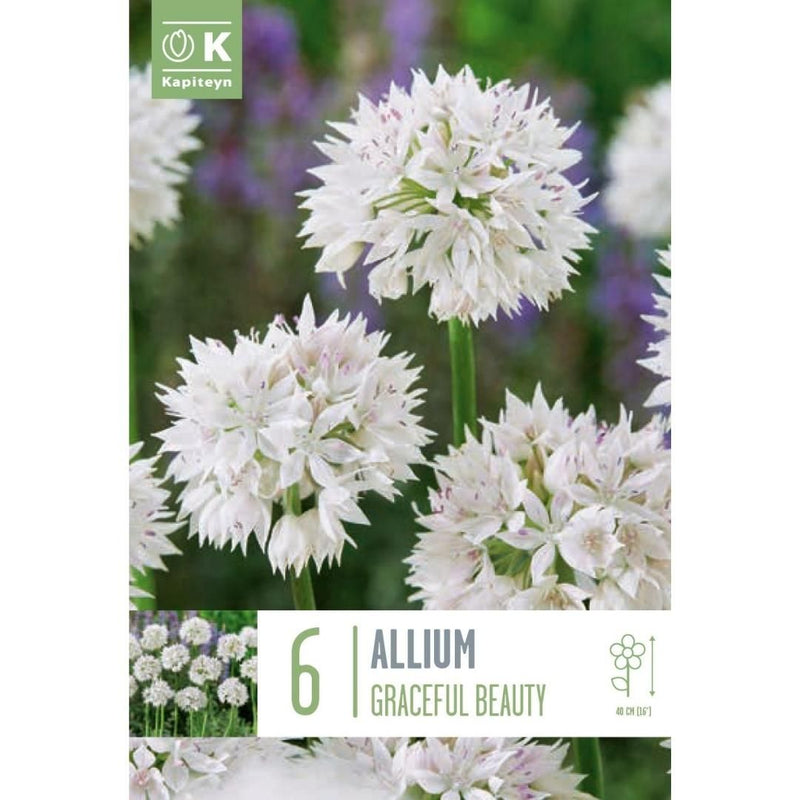 Allium Graceful Beauty Bulbs